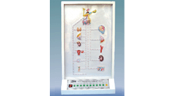 下丘脑与垂体激素对靶器官作用电动模型