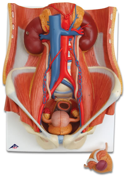 两性泌尿系统模型