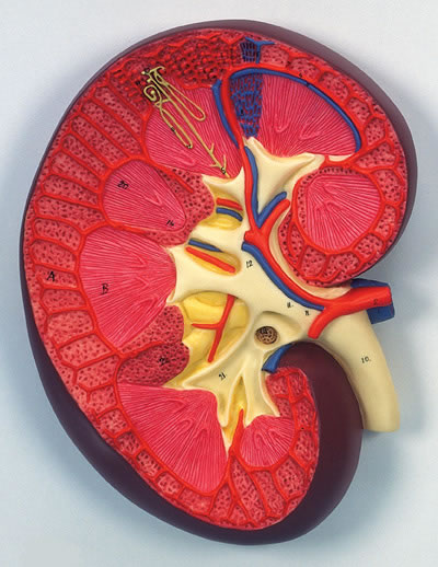 肾切面模型