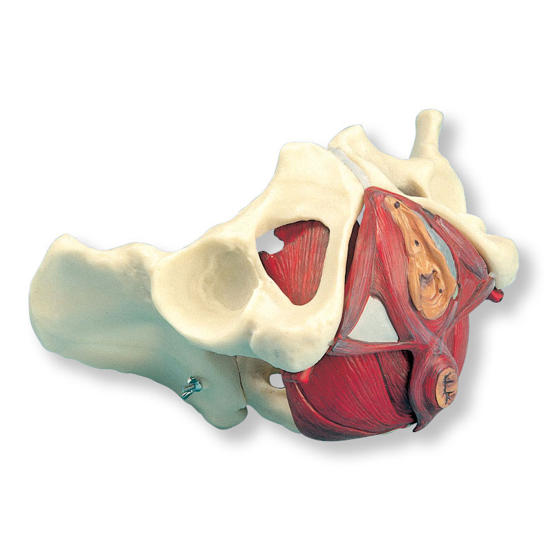 女性骨盆和骨盆底模型,5部分