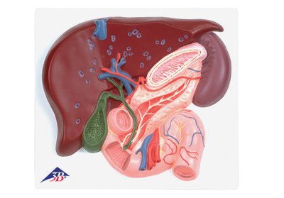 肝脏带胆囊、胰和十二指肠模型