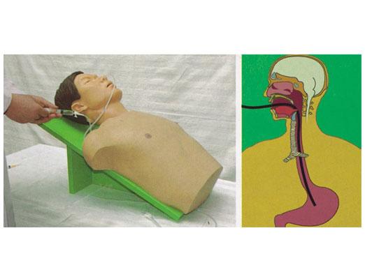 AG旗舰厅医学插胃管护理仿真模型