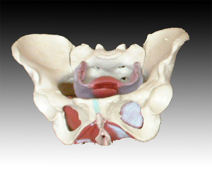 女性骨盆及盆底肌肉模型