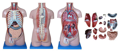 无性躯干模型17件 70CM