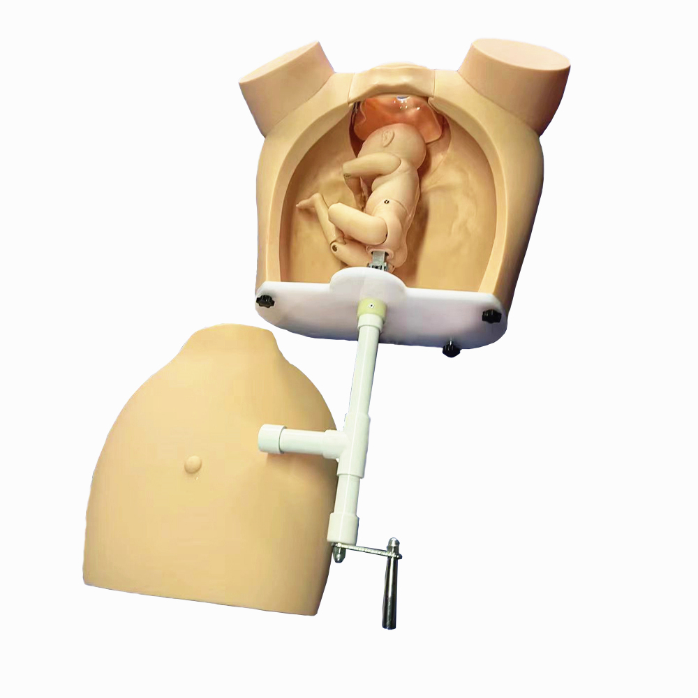 高级手摇分娩机制示教模型